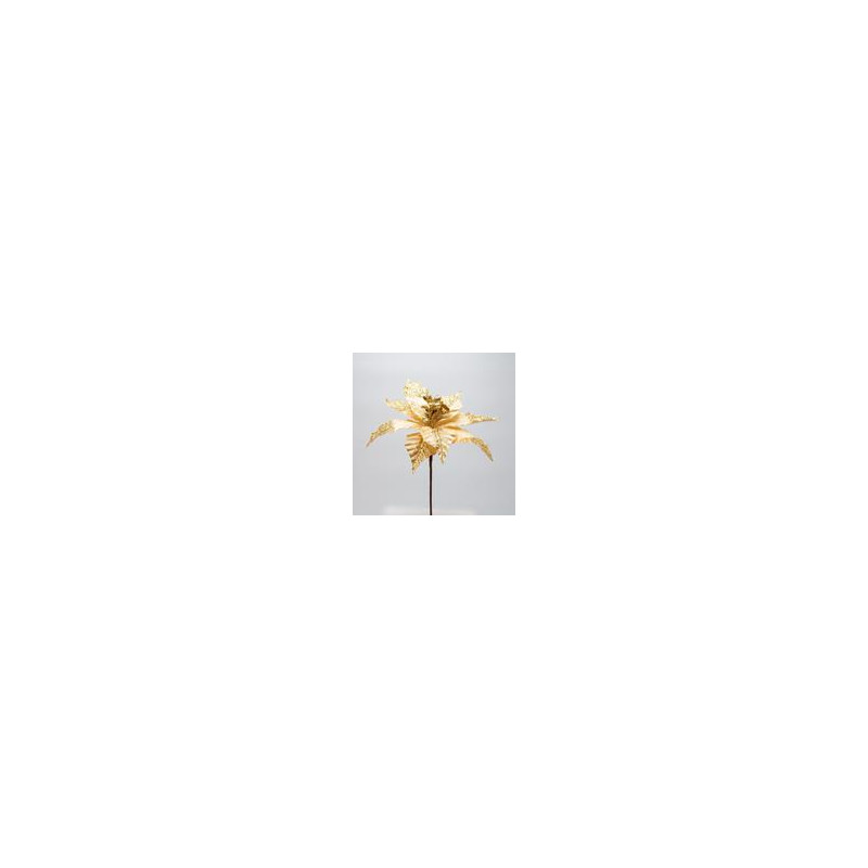 Poinsettia