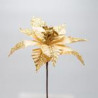 Poinsettia