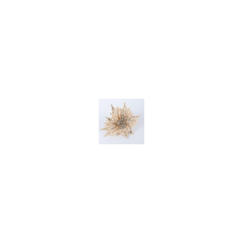Poinsettia