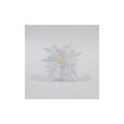 Poinsettia