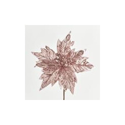 Poinsettia
