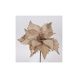 Poinsettia