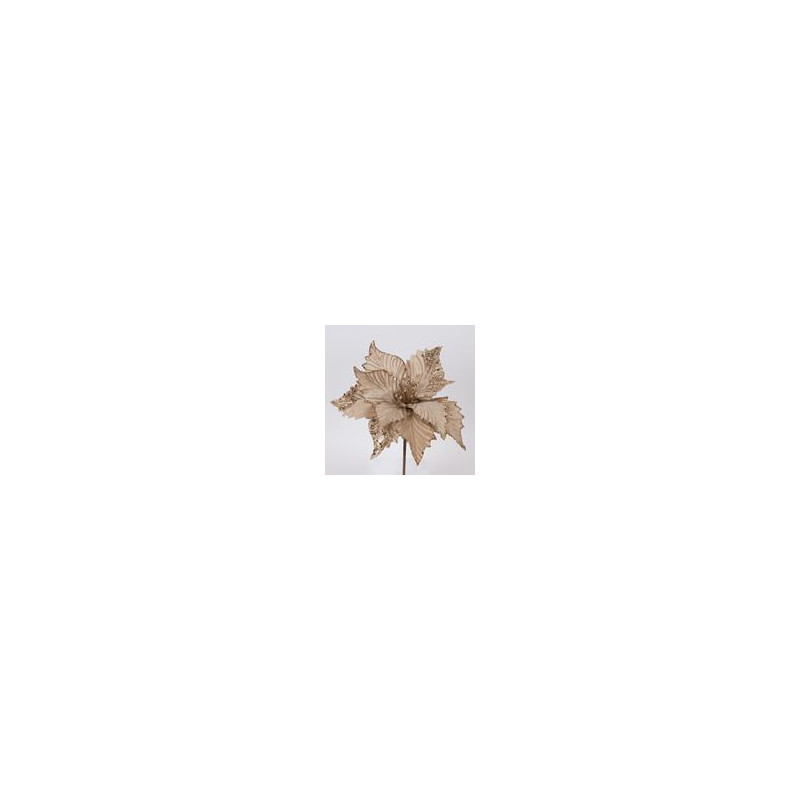 Poinsettia