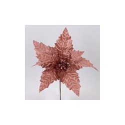 Poinsettia