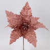 Poinsettia