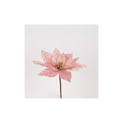Poinsettia