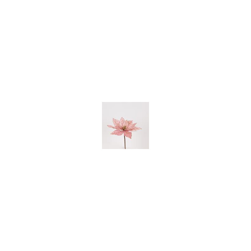 Poinsettia