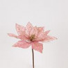 Poinsettia