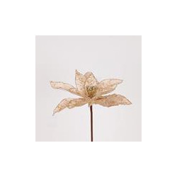 Poinsettia