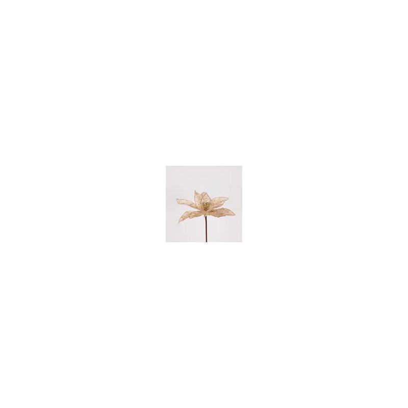 Poinsettia