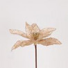 Poinsettia