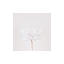 Poinsettia