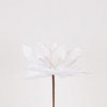 Poinsettia