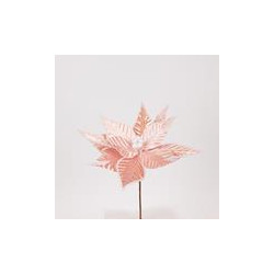 Poinsettia