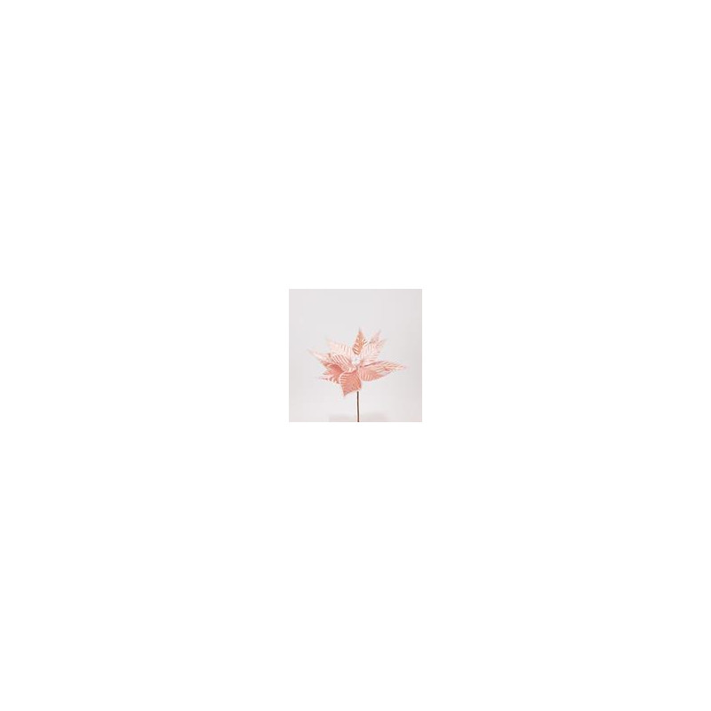 Poinsettia