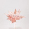 Poinsettia