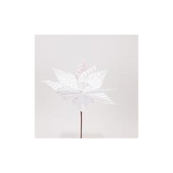 Poinsettia