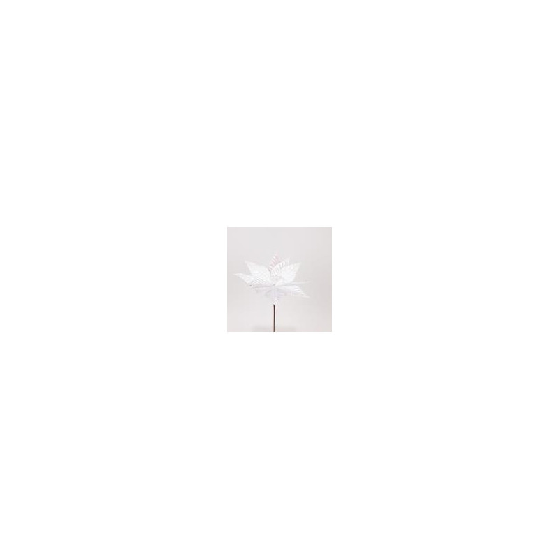 Poinsettia