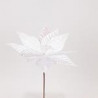 Poinsettia