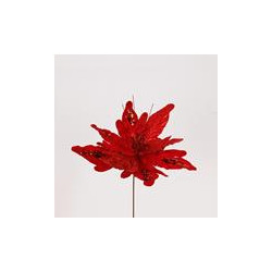 Poinsettia