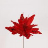 Poinsettia
