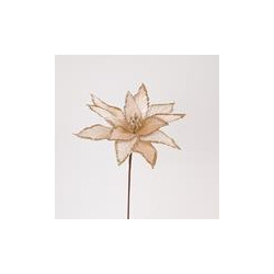 Poinsettia