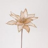 Poinsettia