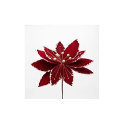 Poinsettia