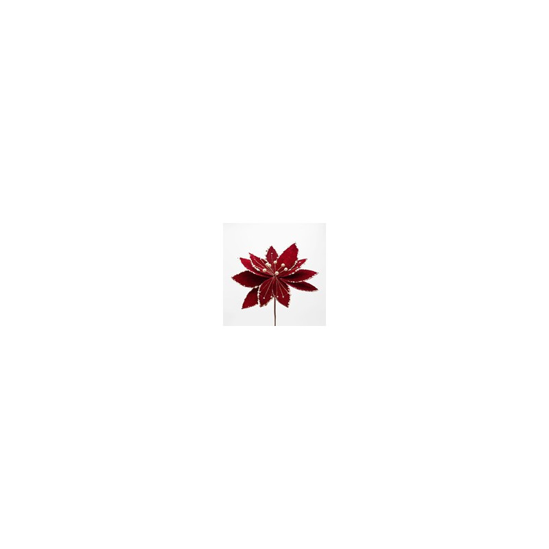 Poinsettia