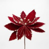 Poinsettia