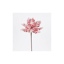 Poinsettia