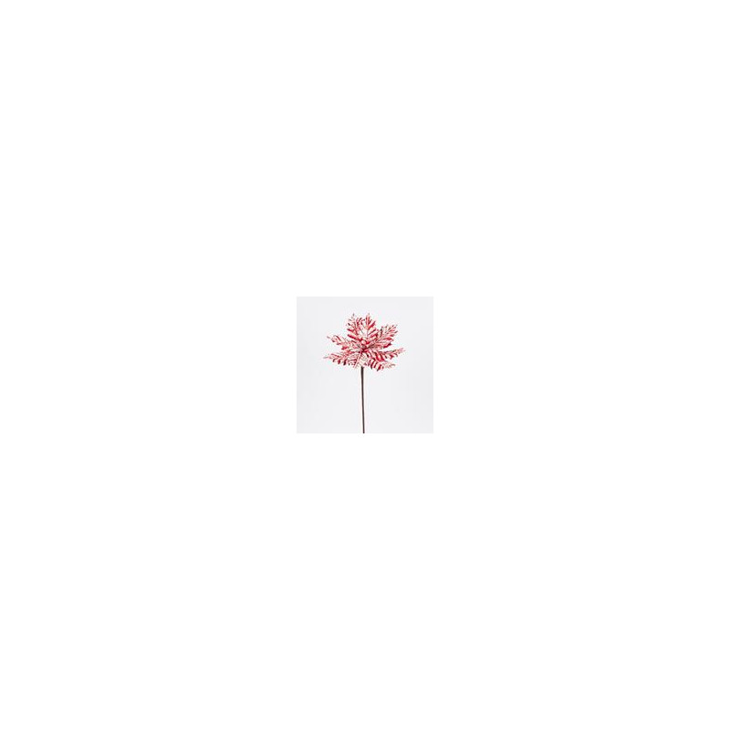 Poinsettia