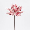 Poinsettia