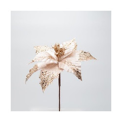 Poinsettia