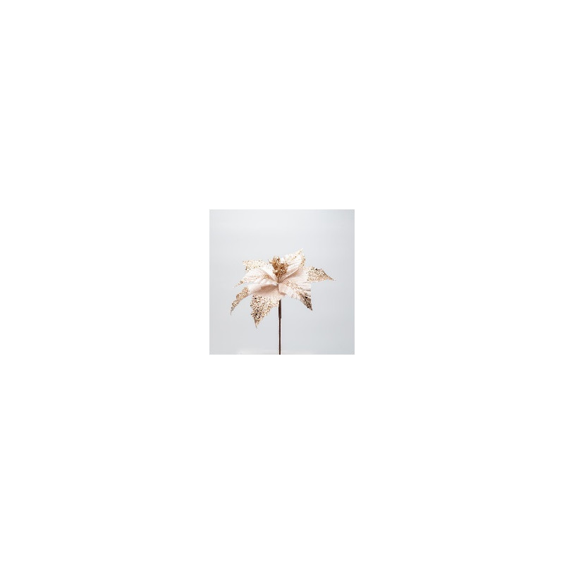 Poinsettia