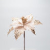 Poinsettia