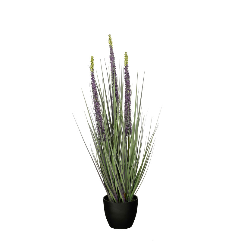 Eremurus en maceta morada H80x D25 cm