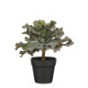 Echeveria en maceta verde H30xD35cm