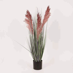 Miscanthus en maceta 69 cm