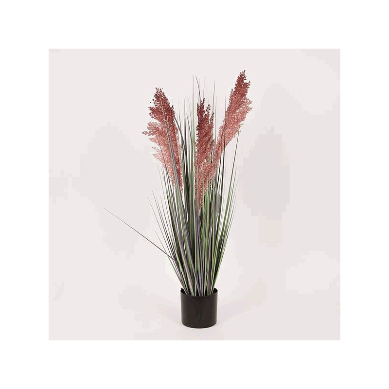 Miscanthus en maceta 69 cm