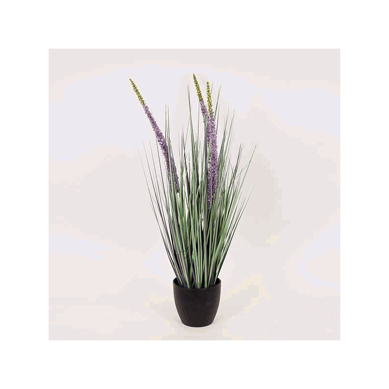 Eremurus en maceta 80cm