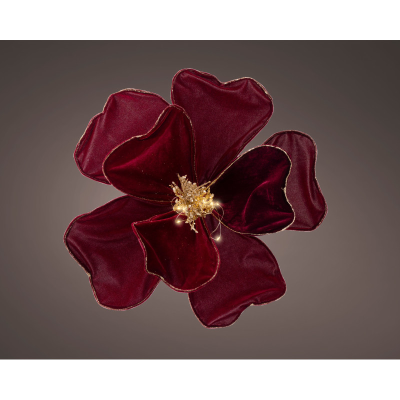 Poinsetia