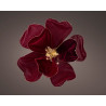 Poinsetia